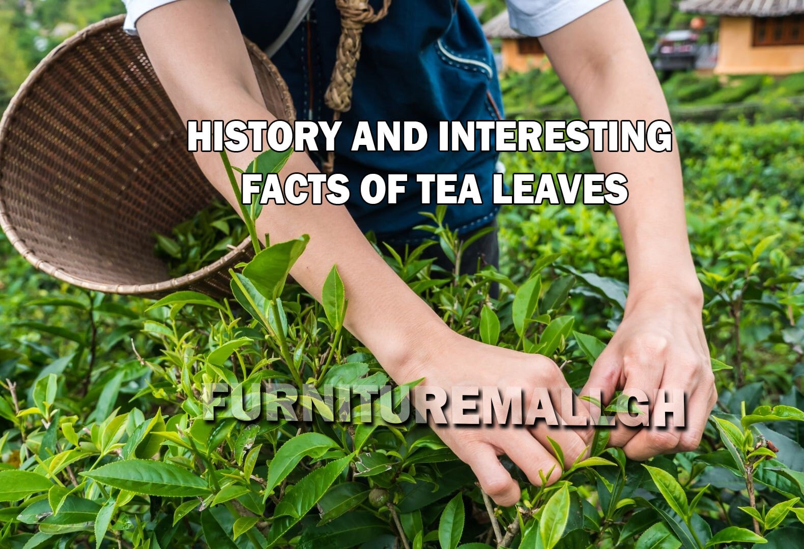 Tea Leaves